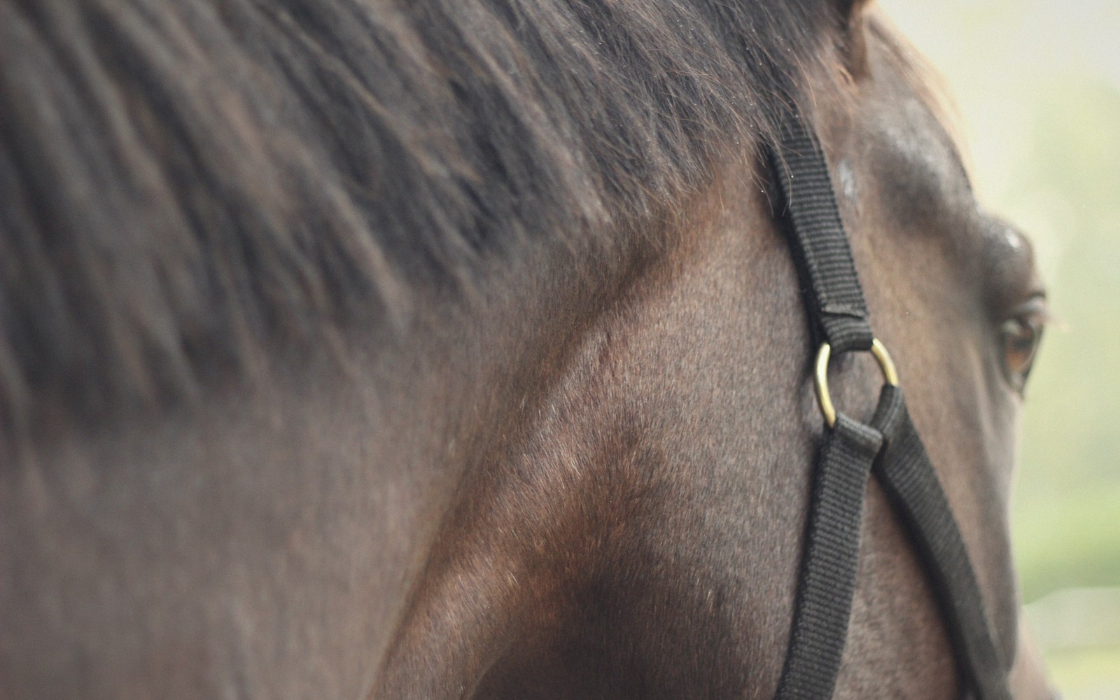 leather tack detail, bridle and stitching, close up